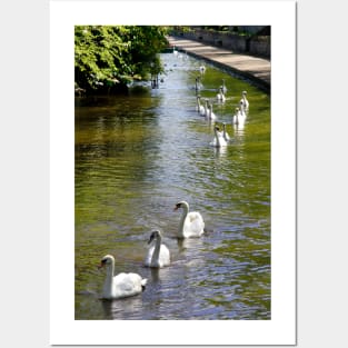 Swans on Parade Posters and Art